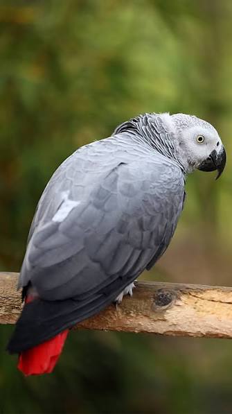 Produits pour oiseaux